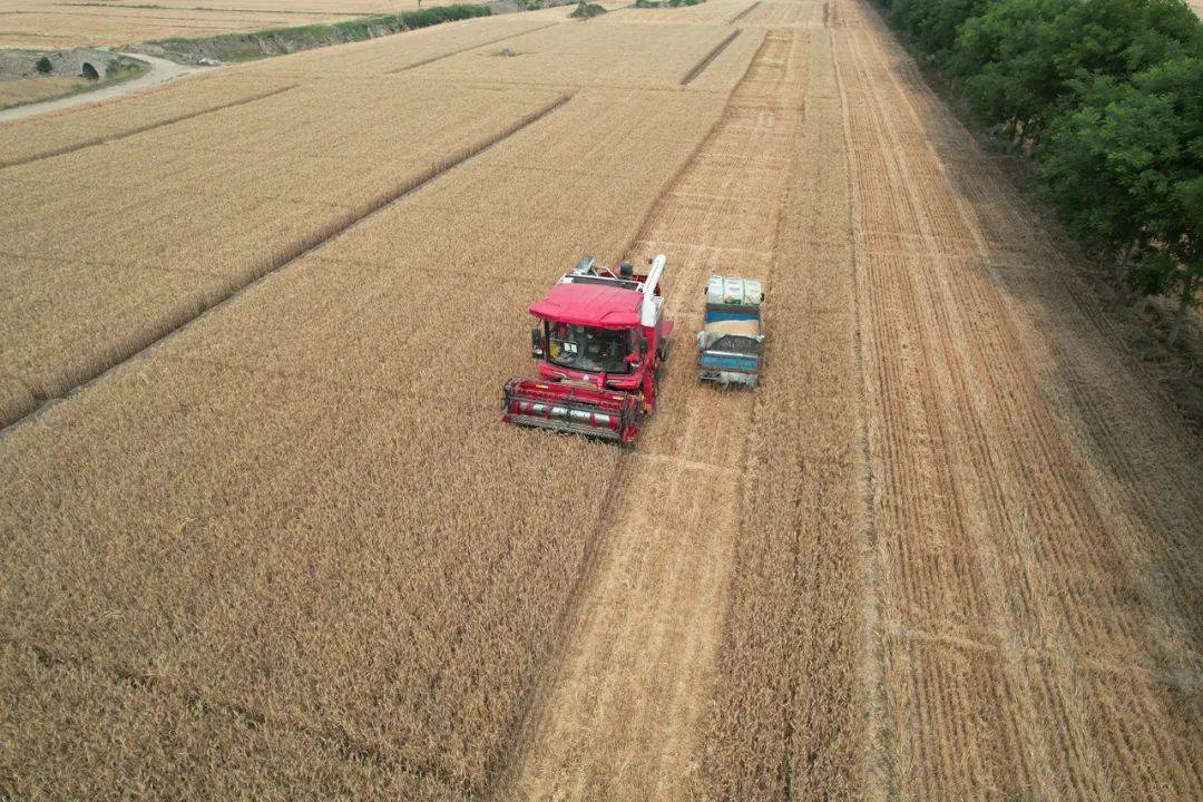 保定張振恒:我就是喜歡開收割機,新疆-9真不賴,動力足、售后服務好 保定張振恒:我就是喜歡開收割機,新疆-9真不賴,動力足、售后服務好